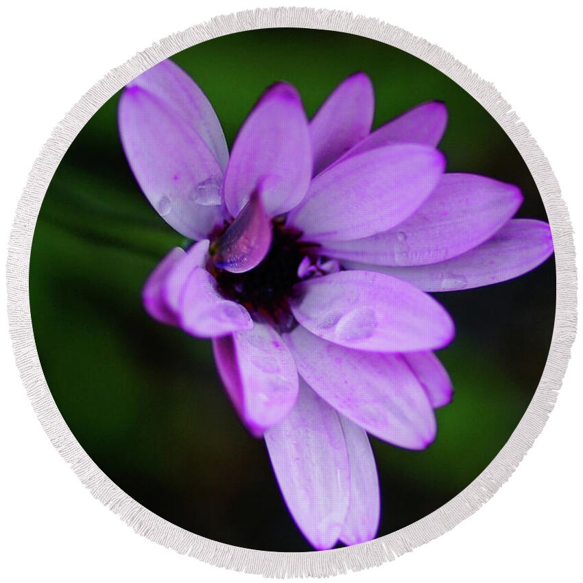Purple Round Beach Towel featuring the photograph Purple Petals by Ron Roberts