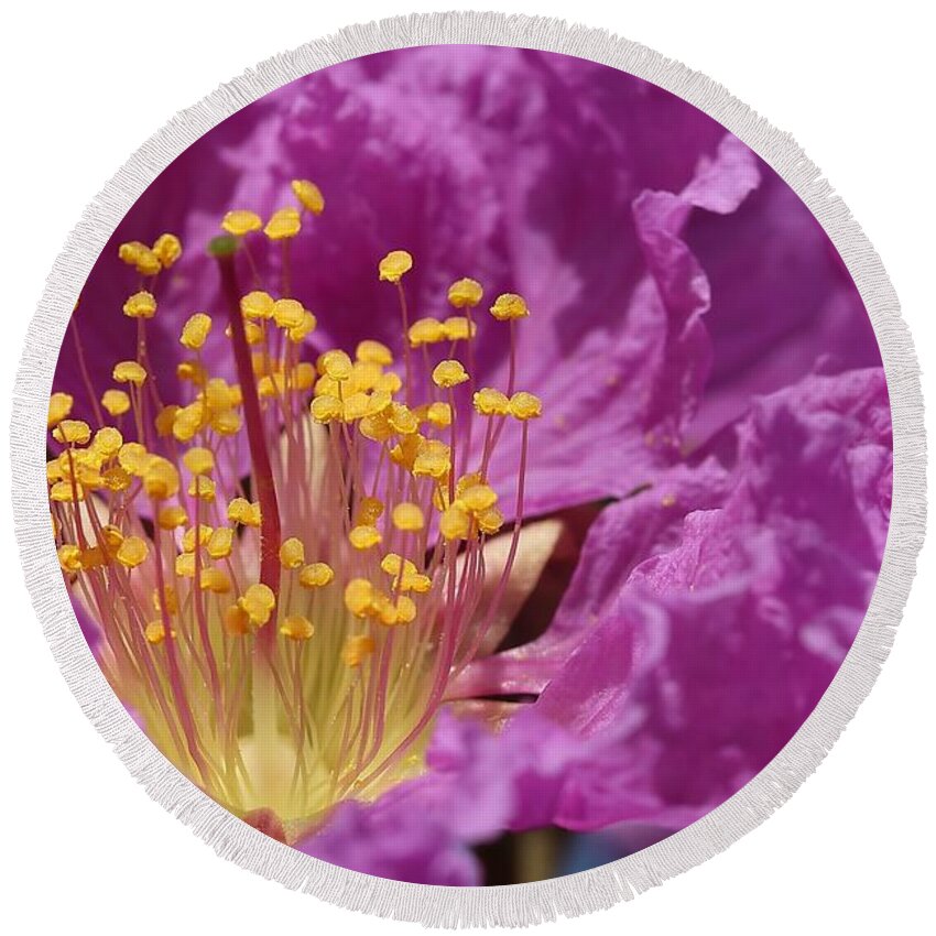 Queen's Crepe Myrtle Round Beach Towel featuring the photograph Queen's Crepe Myrtle Flower by Mingming Jiang