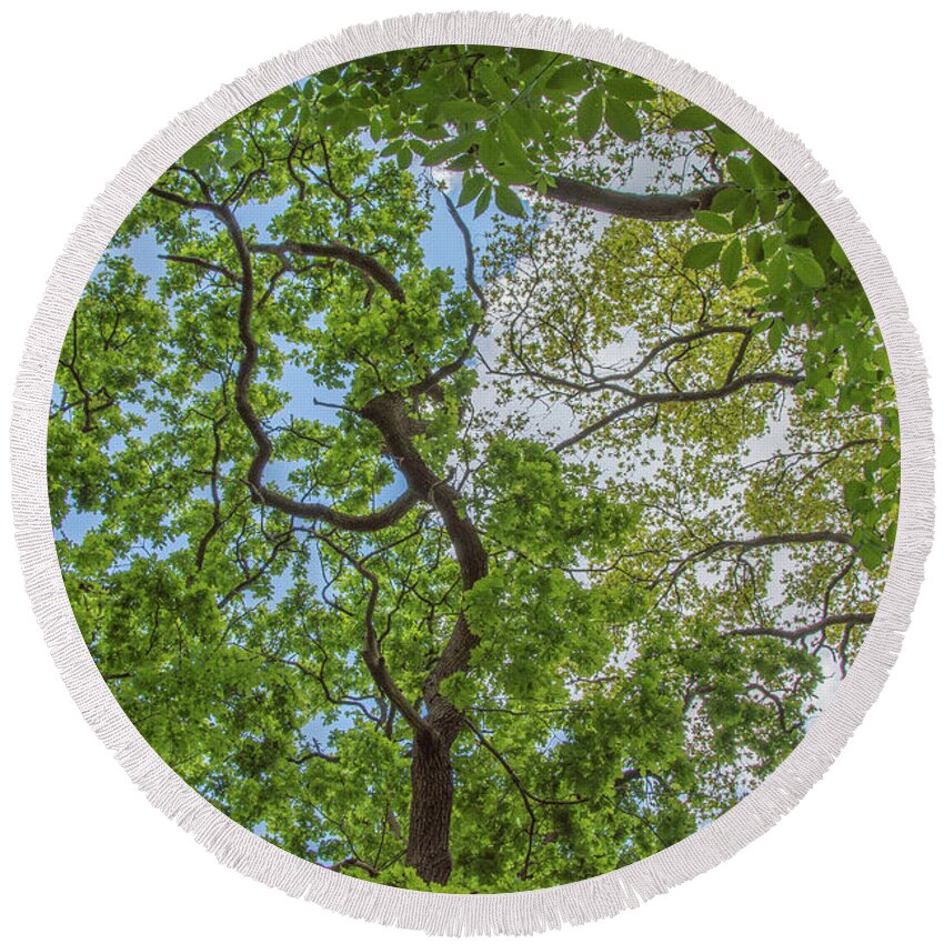 Queen's Wood Round Beach Towel featuring the photograph Queen's Wood Trees Spring 4 by Edmund Peston