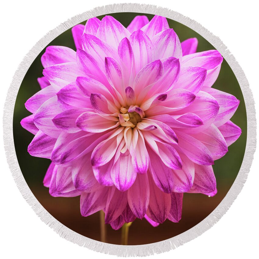 Dahlia Round Beach Towel featuring the photograph Radiance by Vishwanath Bhat