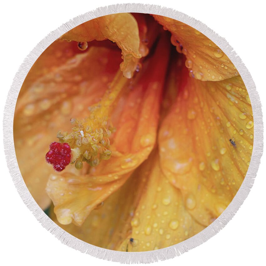Hibiscus Round Beach Towel featuring the photograph Rain Kissed by M Kathleen Warren