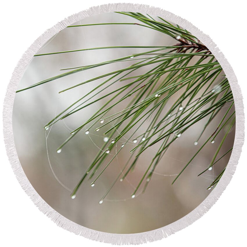 Pine Round Beach Towel featuring the photograph Rain on the pine by Jamie Tyler