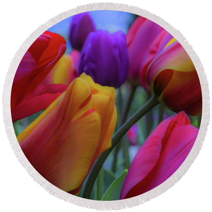 Tulip; Skagit Valley Tulip Festival; Roozengaarde Display Garden; Mount Vernon; Nature; Rainbow Colors; Floral; Flower; Garden Round Beach Towel featuring the photograph Rainbow Tulips, Landscape Mode by Emerita Wheeling