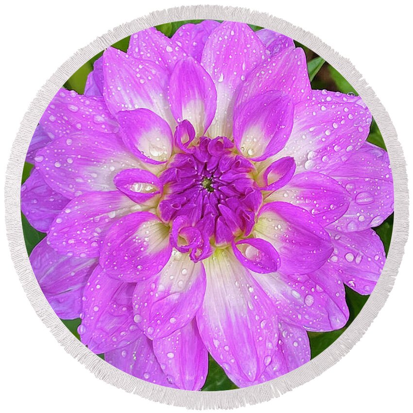 Dahlia Round Beach Towel featuring the photograph Rained On by Brian Eberly