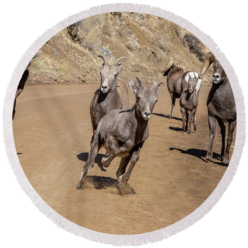 Bighorn Sheep Round Beach Towel featuring the photograph Rambunctious Bighorn Sheep Lambs Bound Up the Road by Tony Hake