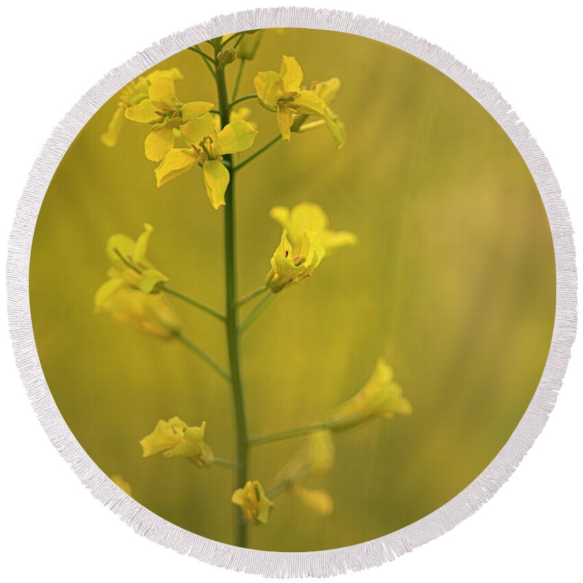 Rapeseed Round Beach Towel featuring the photograph Rapeseed flowers by Karen Rispin