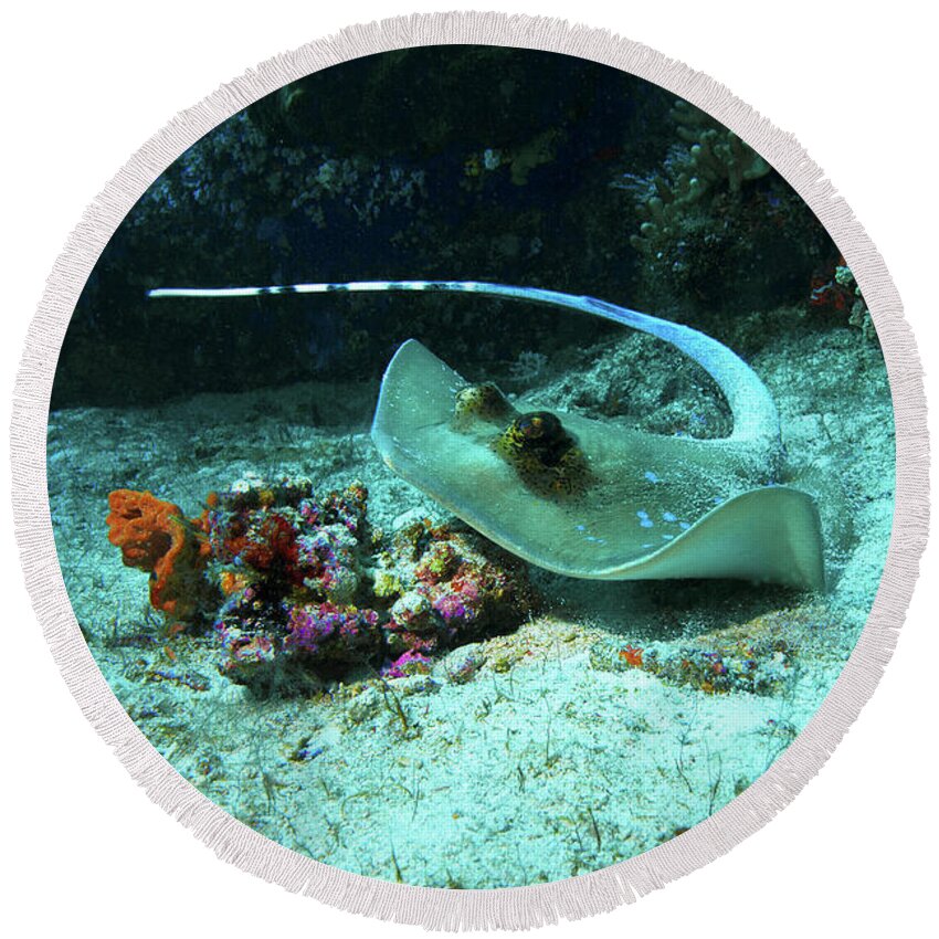 Ray Round Beach Towel featuring the photograph Ray on the move - Dynamic underwater photograph of stingray - by Ute Niemann