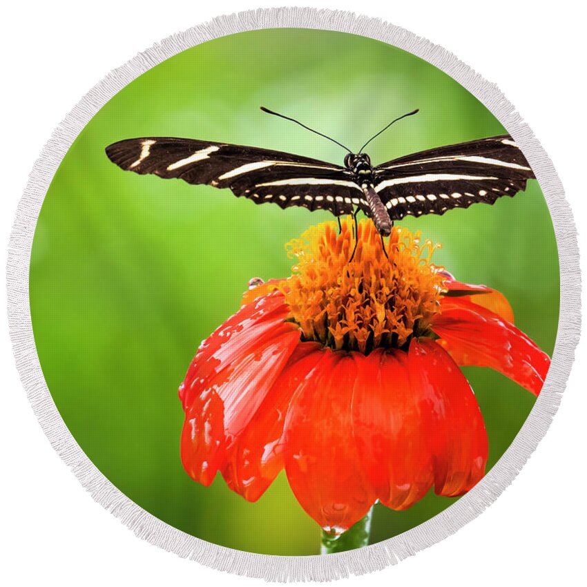 Butterfly Round Beach Towel featuring the photograph Ready For Takeoff by Ginger Stein
