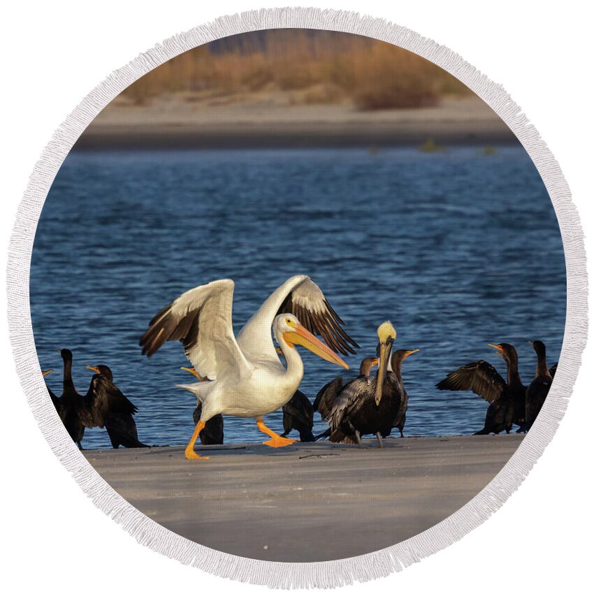 American White Pelican Round Beach Towel featuring the photograph Ready Set Go by Patricia Schaefer