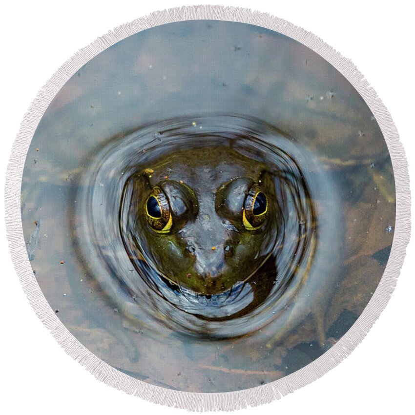Frog Round Beach Towel featuring the photograph Ready to Leap by Denise Kopko