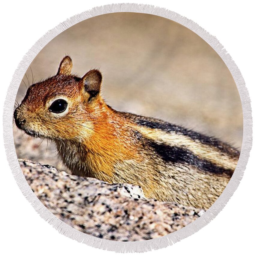Chipmunk Round Beach Towel featuring the photograph Ready To Run by David Desautel