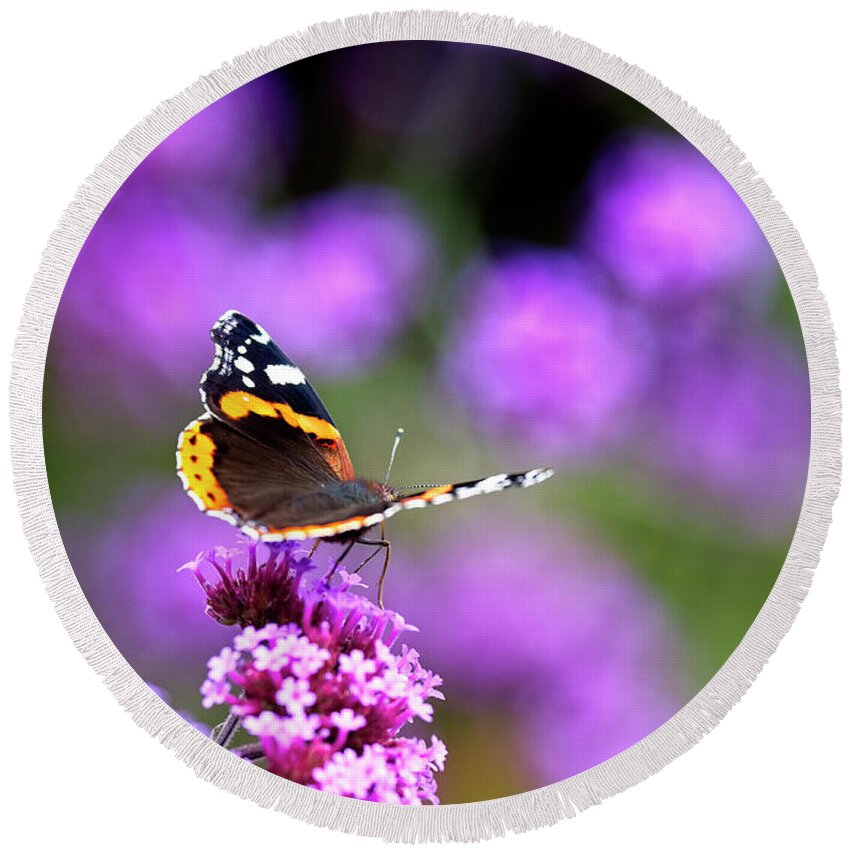 Red Admiral Round Beach Towel featuring the photograph Red Admiral butterfly nectaring by Tony Mills