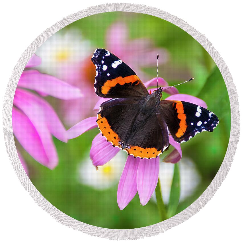 Coneflower Round Beach Towel featuring the photograph Red Admiral Butterfly by Patti Deters