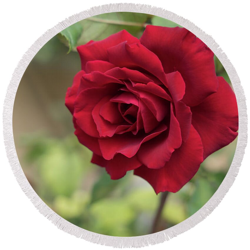 Red Rose Round Beach Towel featuring the photograph Red beauty in the garden by Adriana Mueller