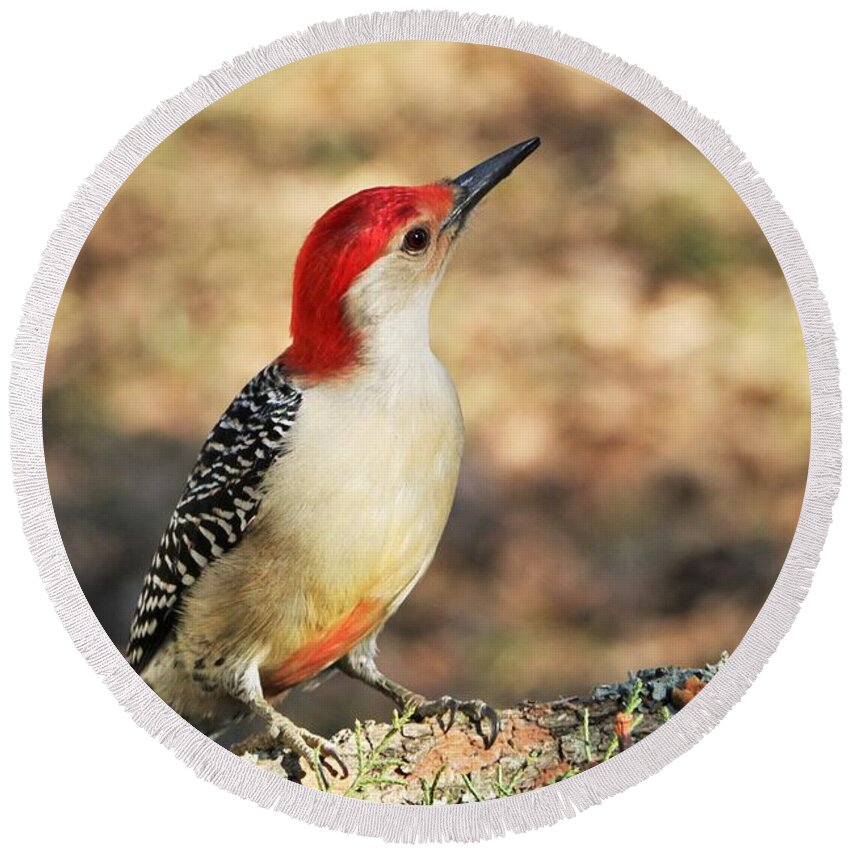 Nature Round Beach Towel featuring the photograph Red-bellied Woodpecker Close-up by Sheila Brown