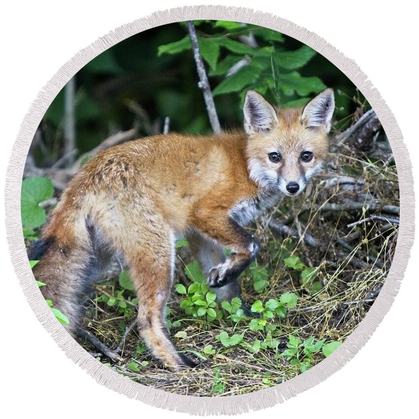 2020 Round Beach Towel featuring the photograph Red Fox Kit Exploring by Ronald Lutz