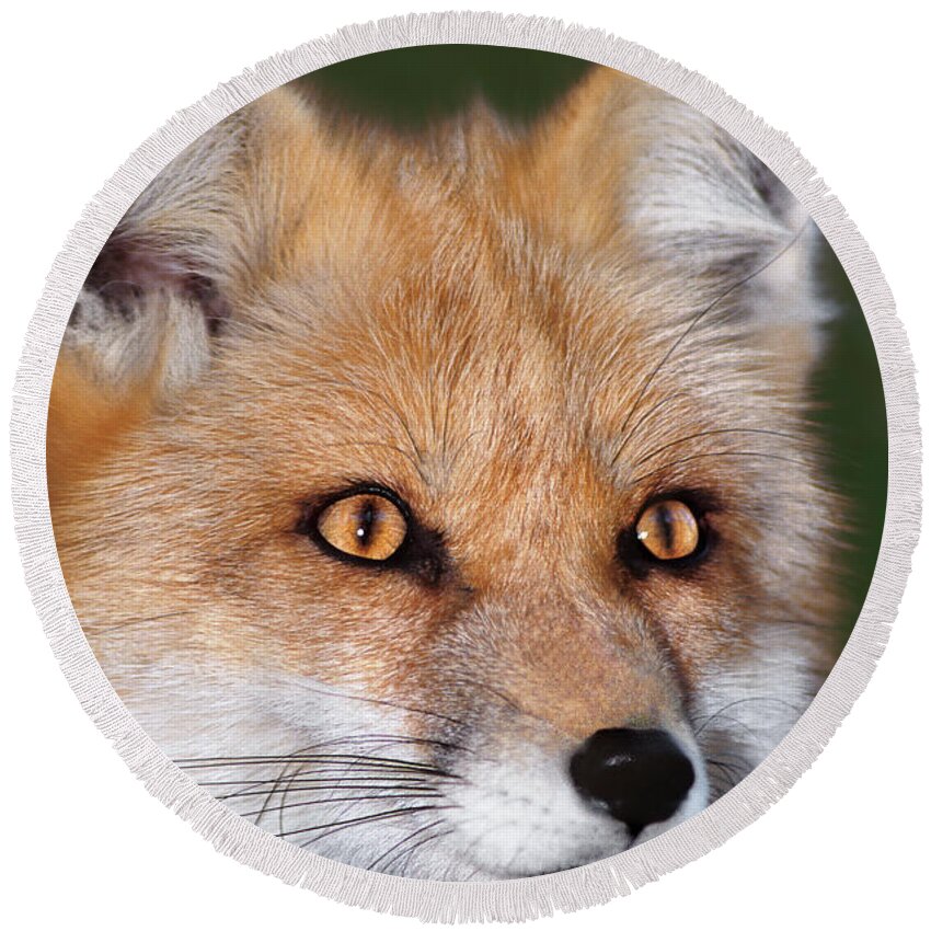 Red Fox Round Beach Towel featuring the photograph Red Fox Portrait Wildlife Rescue by Dave Welling
