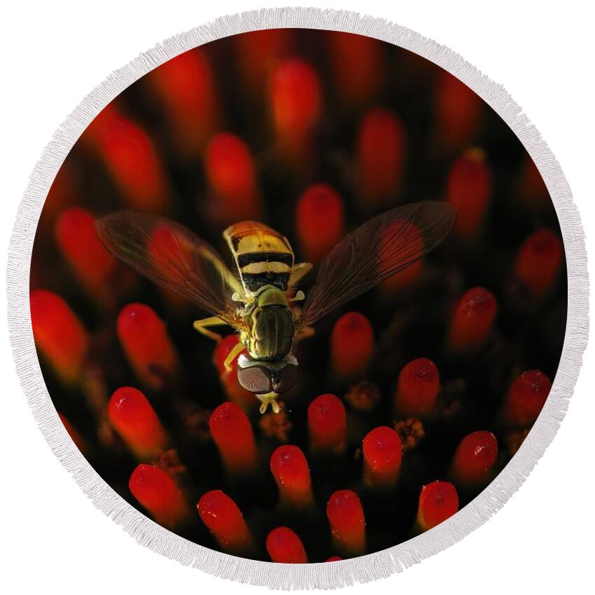 Hoverfly Round Beach Towel featuring the photograph Red Hot Hover Fly by Lens Art Photography By Larry Trager