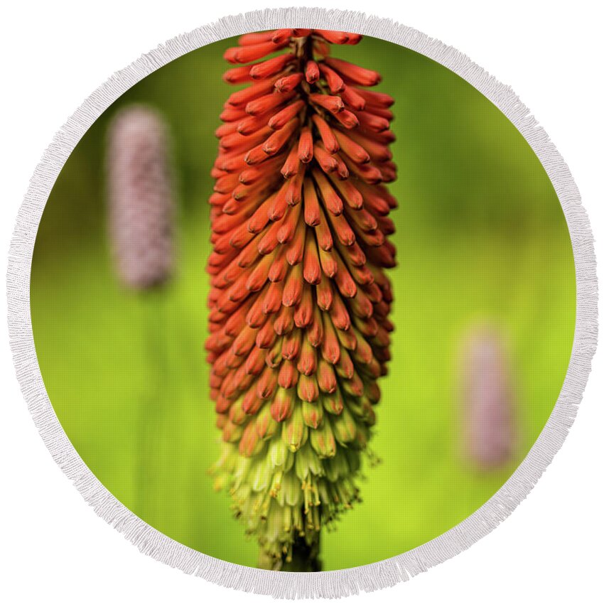 Spring Round Beach Towel featuring the photograph Red hot poker by Average Images