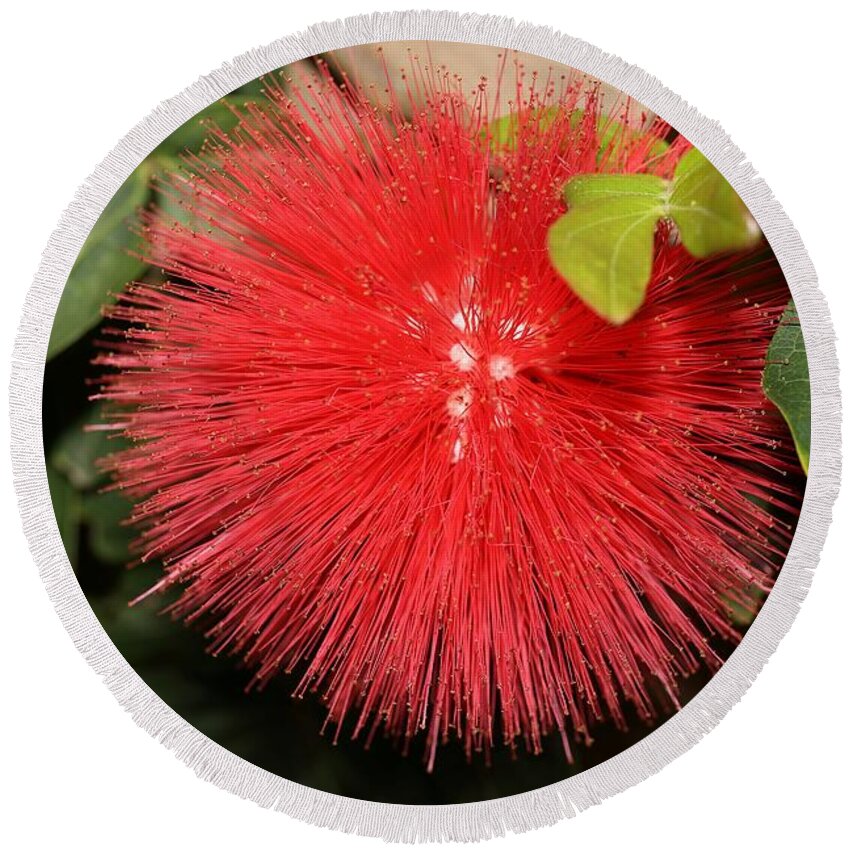 Red Powder Puff Round Beach Towel featuring the photograph Red Powder Puff Flower by Mingming Jiang