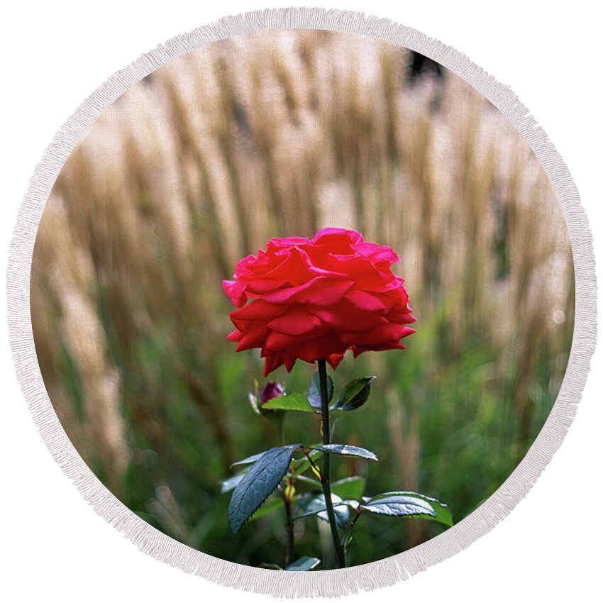 Red Round Beach Towel featuring the photograph Red Rose Against Ornamental Grass by William Kuta