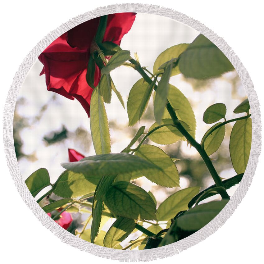 Rose Round Beach Towel featuring the photograph Red Rose, Green Leaves by W Craig Photography