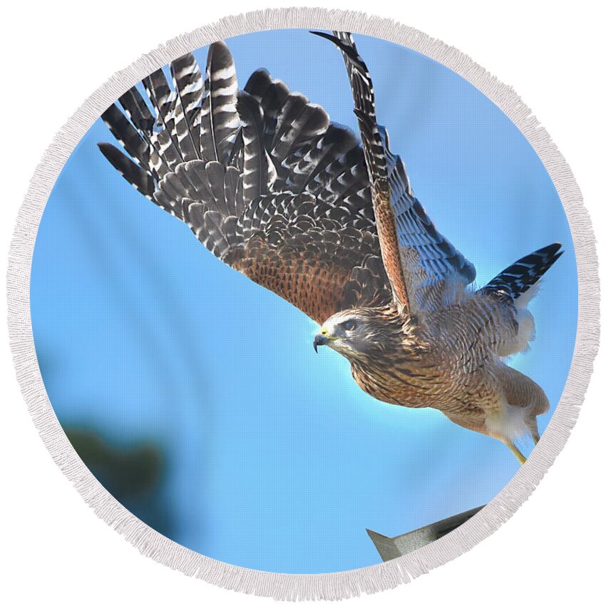 Red Shoulder Hawk Round Beach Towel featuring the photograph Red Shoulder Hawk Taking Off by Jerry Griffin