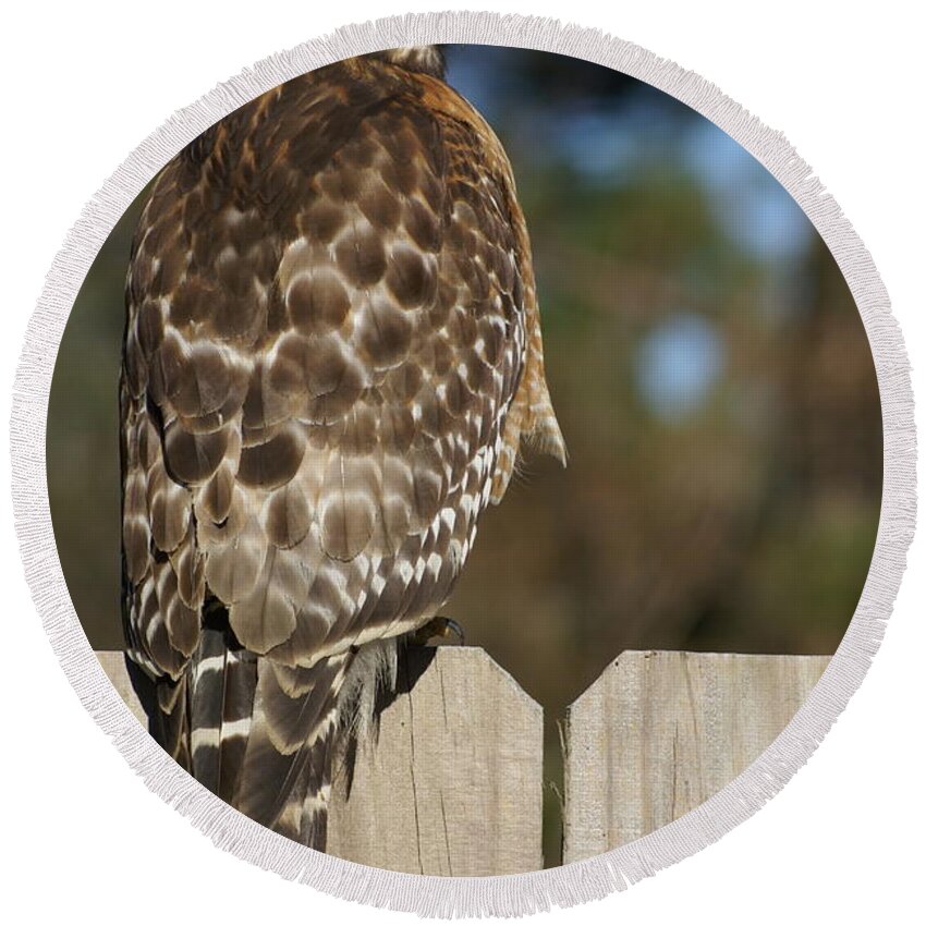  Round Beach Towel featuring the photograph Red-Shouldered Hawk by Heather E Harman