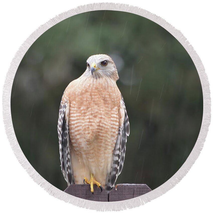 Hawk Round Beach Towel featuring the photograph Red Shouldered Hawk In The Rain by Aimee L Maher ALM GALLERY