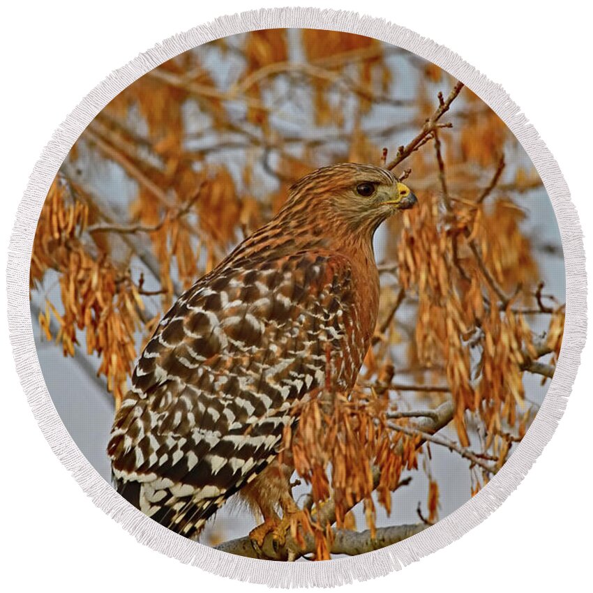 Red-shouldered Hawk Round Beach Towel featuring the photograph Red-Shouldered Hawk - Sacramento NWR by Amazing Action Photo Video