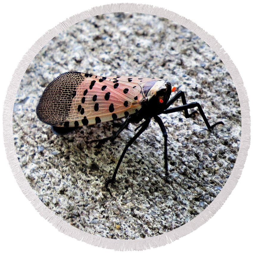 Insects Round Beach Towel featuring the photograph Red Spotted Lanternfly Closeup by Linda Stern