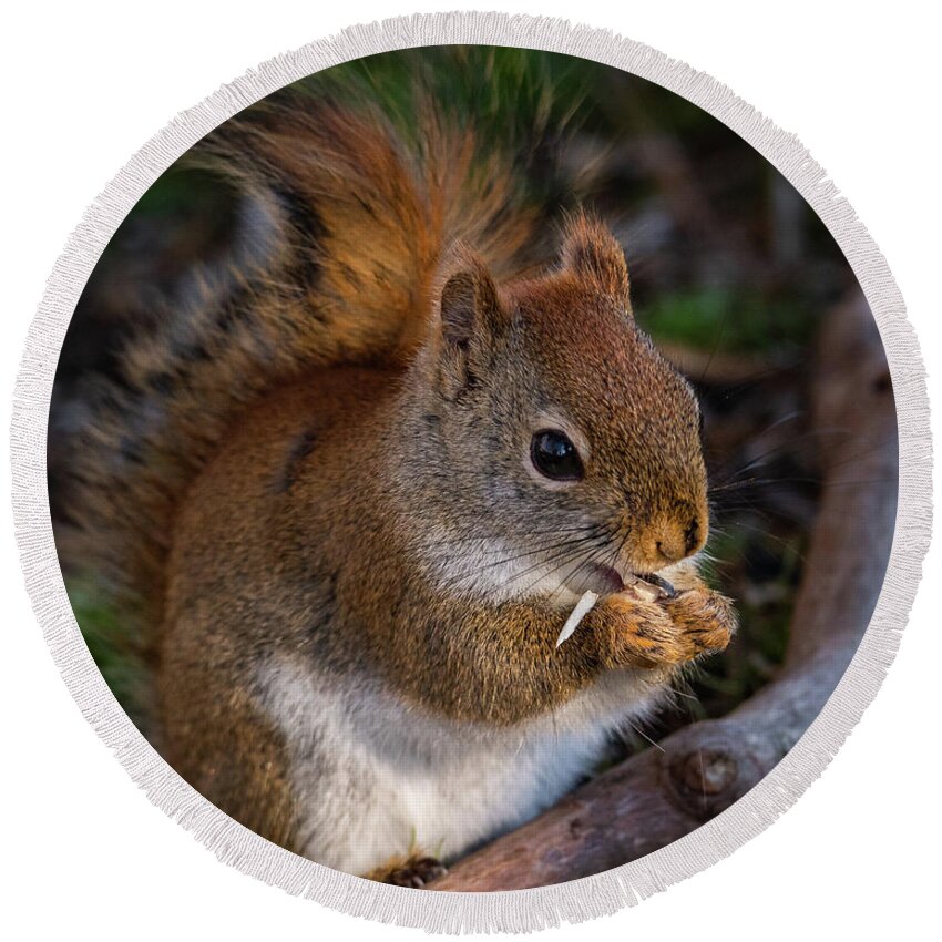 Red Squirrel Round Beach Towel featuring the photograph Red Squirrel eating Sunflower Seeds by Lorraine Cosgrove