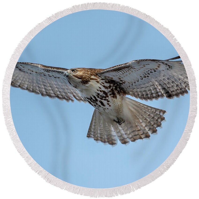 Hastings-on-hudson Round Beach Towel featuring the photograph Red-tailed Hawk in Winter by Kevin Suttlehan