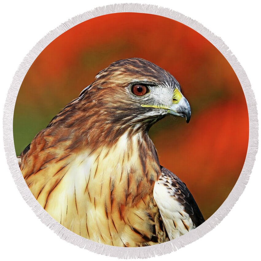 Red Tailed Hawk Round Beach Towel featuring the photograph Red Tailed Hawk Profile by Debbie Oppermann