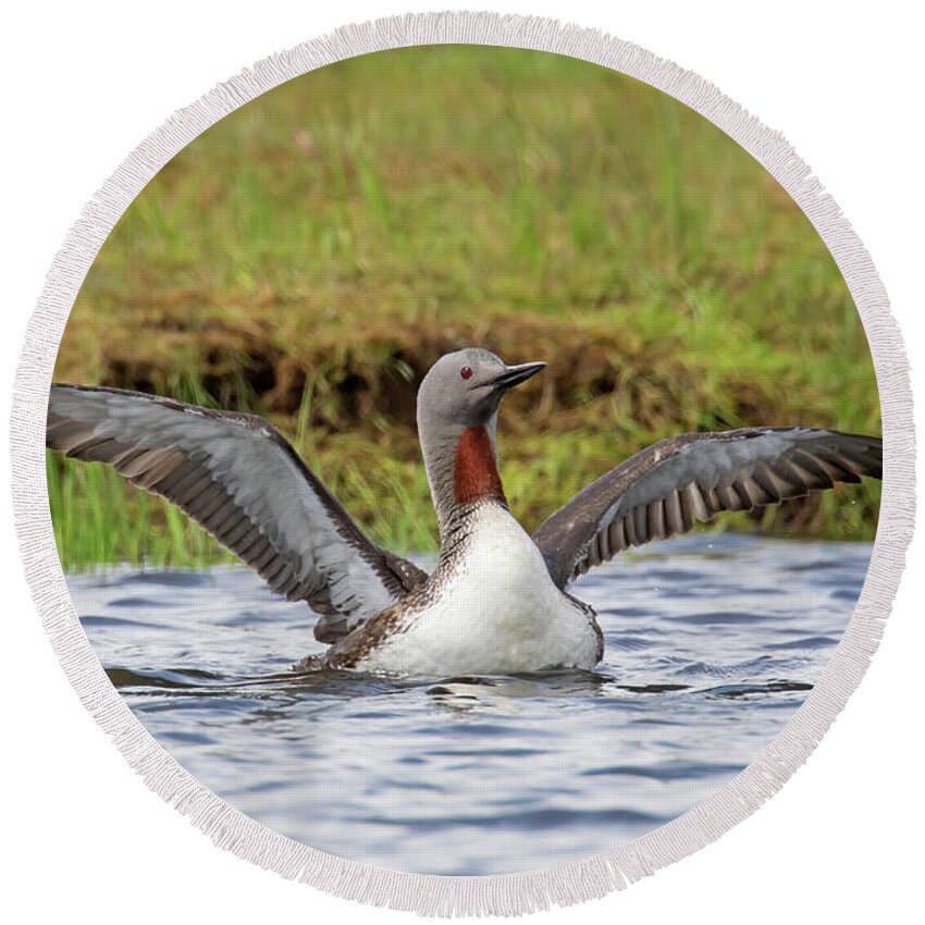 Red-throated Loon Round Beach Towel featuring the photograph Red-throated Loon in Summer by Arterra Picture Library