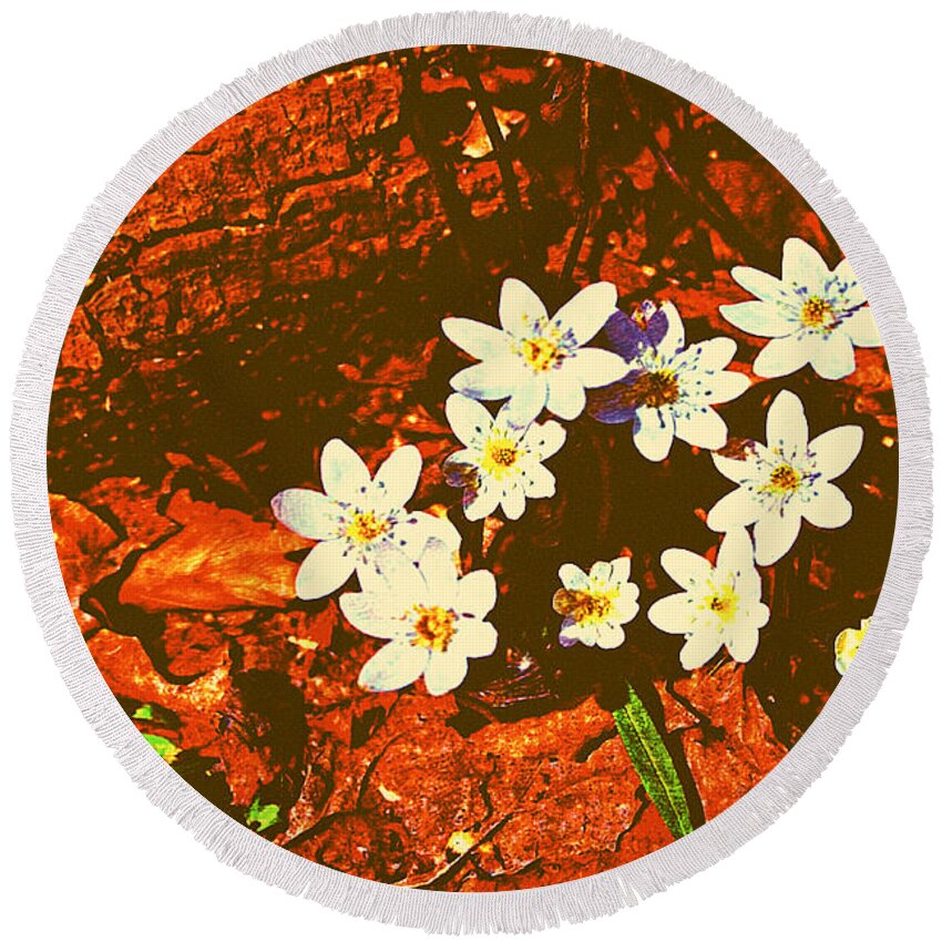 Anemones Round Beach Towel featuring the photograph First Wood Anemones of Spring by Stacie Siemsen