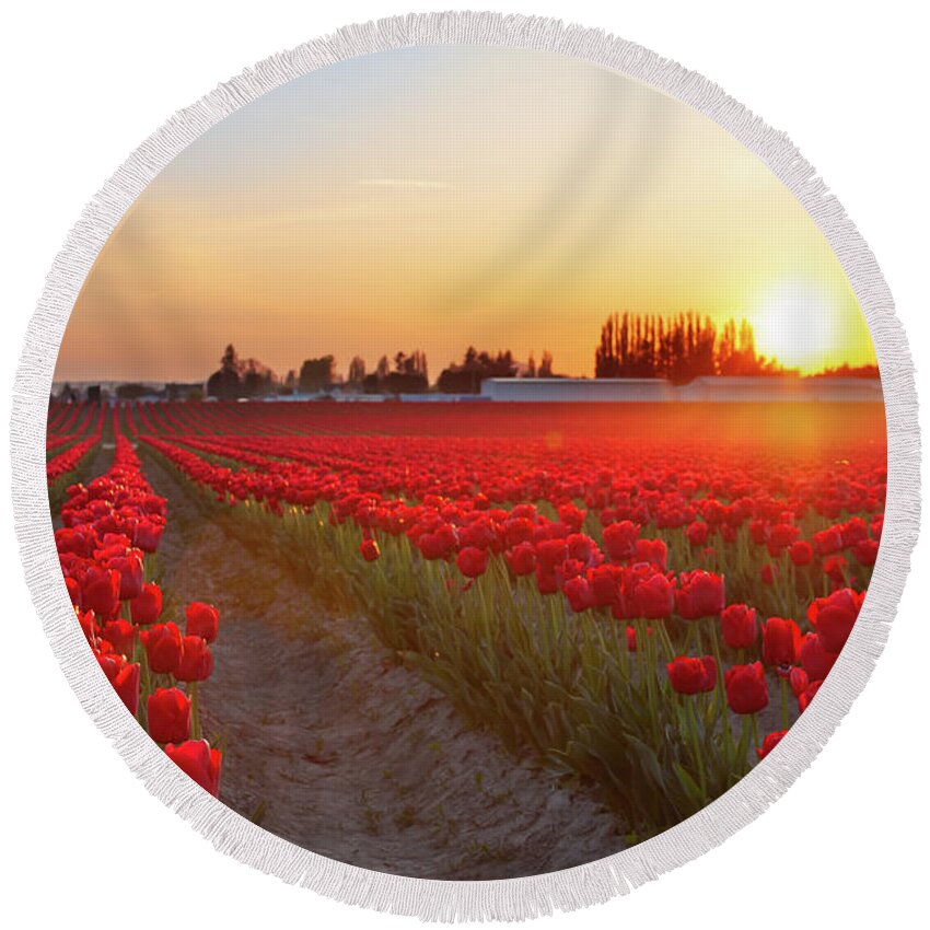 Tulips Round Beach Towel featuring the photograph Red Tulip Sunset by Michael Rauwolf
