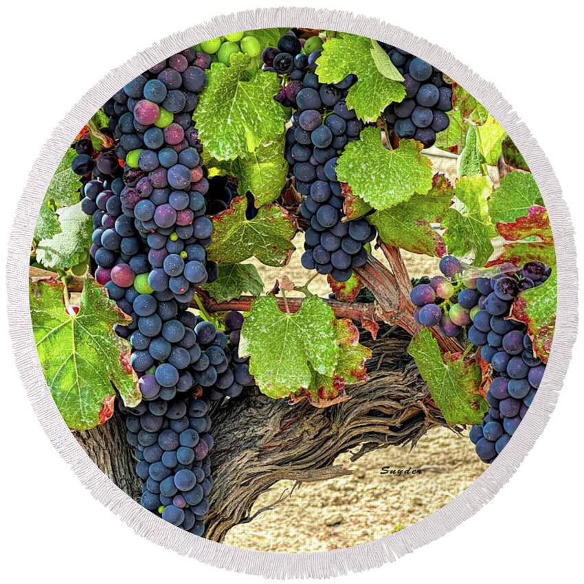 Grapes Round Beach Towel featuring the photograph Red Wine Grapes on the Vine Original by Barbara Snyder