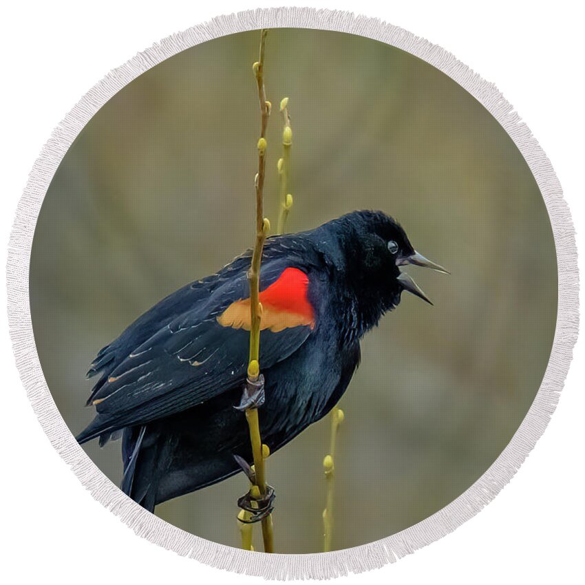 Bird Round Beach Towel featuring the photograph Red-winged Blackbird by Bill Ray