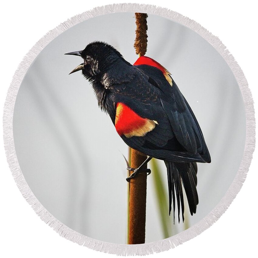 Breeding Round Beach Towel featuring the photograph Red-winged Blackbird Displaying by Ronald Lutz