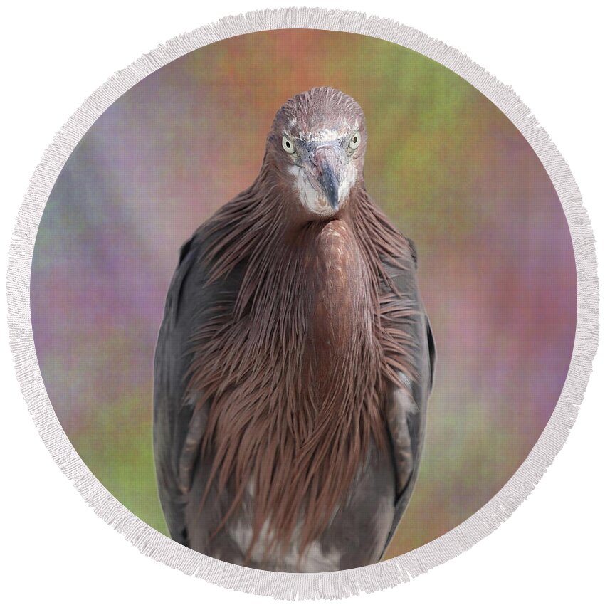 Reddish Egret Round Beach Towel featuring the photograph Reddish Egret 3 by Mingming Jiang