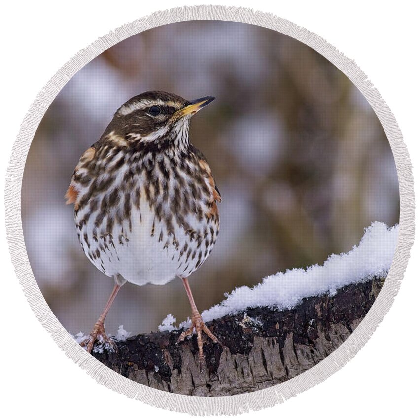 Redwing Round Beach Towel featuring the photograph Redwing, Turdus iliacus, in winter by Tony Mills