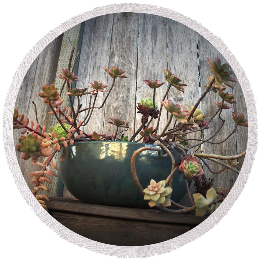 Backyard Round Beach Towel featuring the photograph Reflecting Succulent Still Life by Richard Thomas