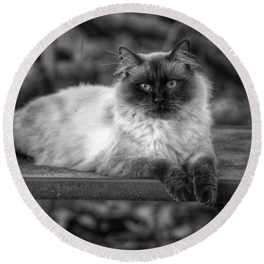 Cat Round Beach Towel featuring the photograph Regal by DArcy Evans