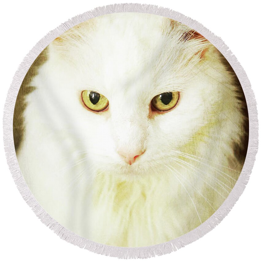 Cat; Kitten; White; White Cat; Gold; Brown; Yellow; Yellow Eyes; Cat Eyes; Kitten Eyes; Close-up; Photography; Portrait; Round Beach Towel featuring the photograph Renaissance Cat by Tina Uihlein