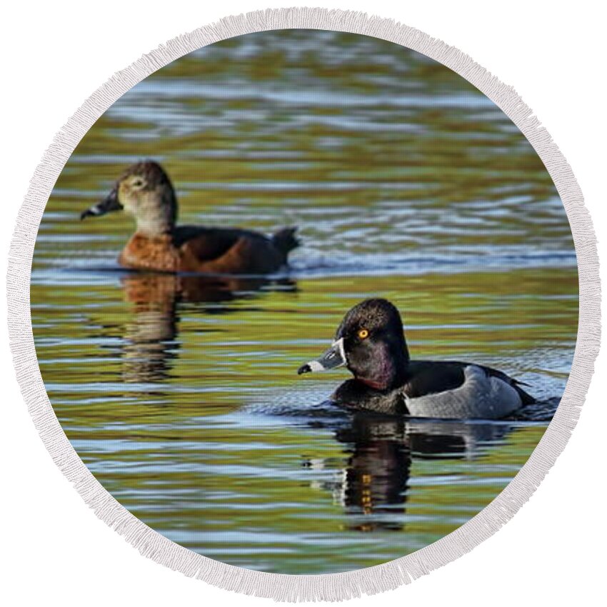 Waterfowl Round Beach Towel featuring the photograph Ring-Necked Drakes And Hen by Dale Kauzlaric