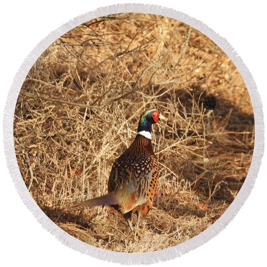 Pheasant Round Beach Towel featuring the photograph Ring Necked Pheasant Pause by Amanda R Wright