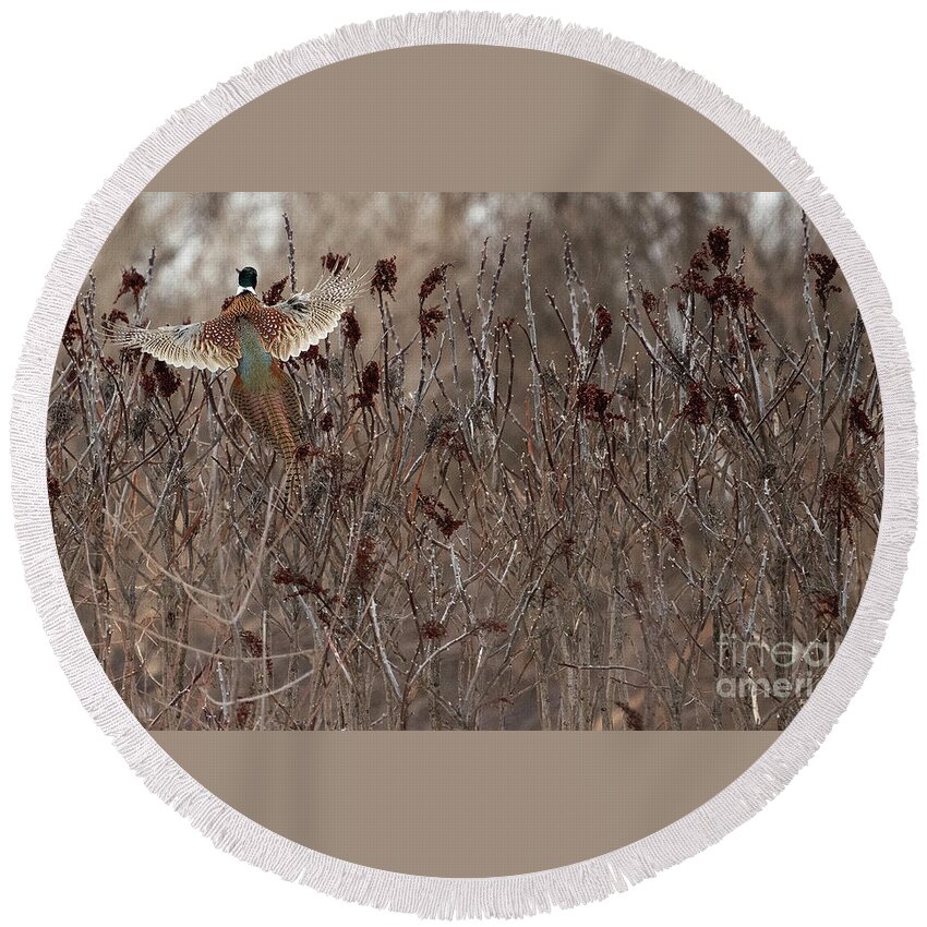 Ringed-neck-pheasant Round Beach Towel featuring the photograph Ringed-Neck-Pheasant on Wild Sumac by Sandra Rust