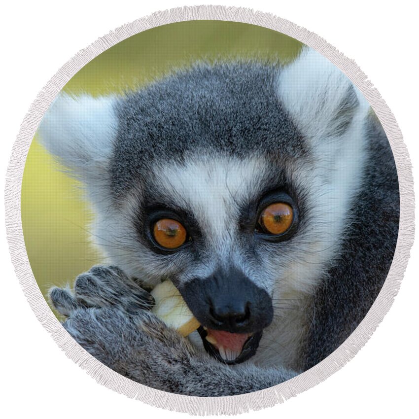 Lemur Round Beach Towel featuring the photograph Ringtailed Lemur eating apple by Gareth Parkes