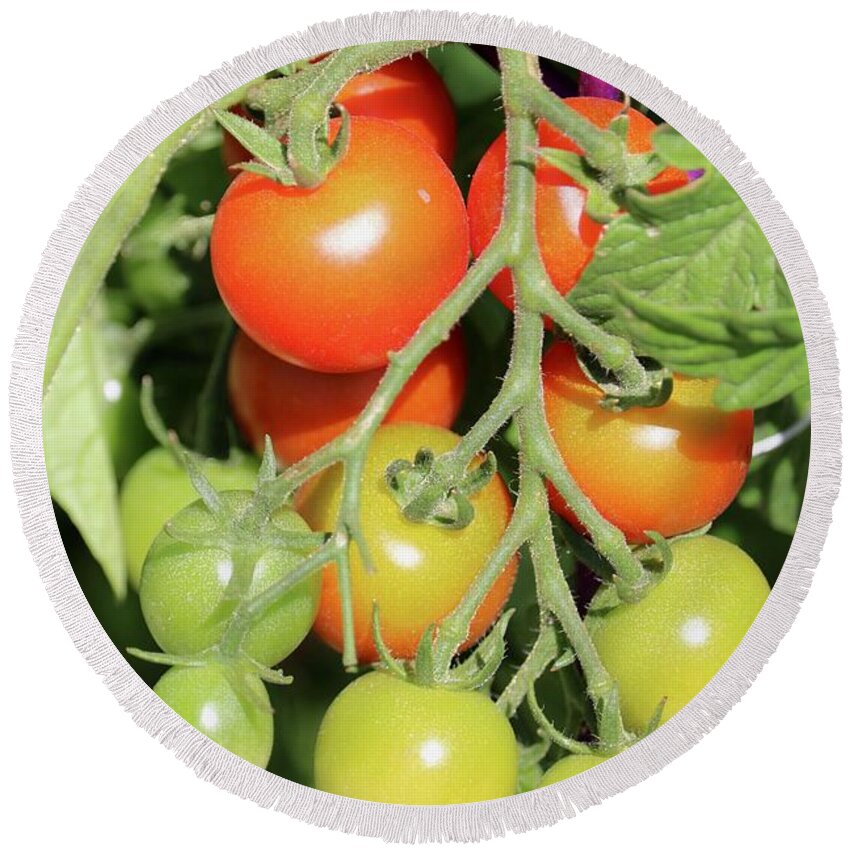 Cherry Tomato Round Beach Towel featuring the photograph Ripening Cherry Tomatoes by Carol Groenen